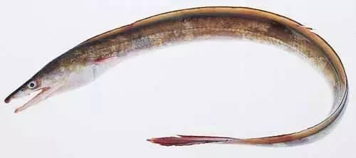 日本鰻魚陷入絕境？捕獲量僅為去年同期的1%！