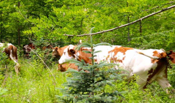 中國對(duì)進(jìn)口牛肉實(shí)施三年保障措施，將會(huì)影響哪些行業(yè)？